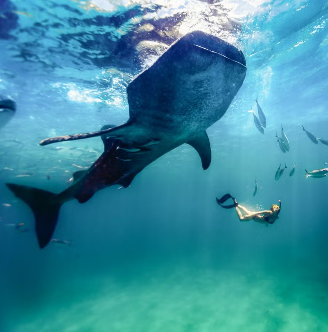 Whale Shark Watching in Oslob Town with Sumilon Island & Tumalog Falls Tour in Cebu Province